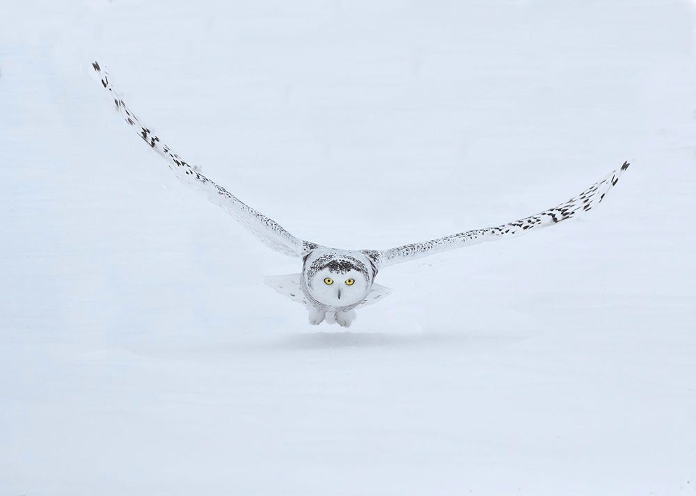 Canada- Ontario- Barrie. Female snowy owl in flight over snow. art print by Jaynes Gallery for $57.95 CAD